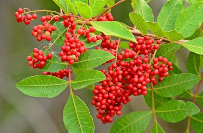 This Invasive Weed Could Hold The Key To Fighting Deadly Superbugs Brazilian759x500-672x443